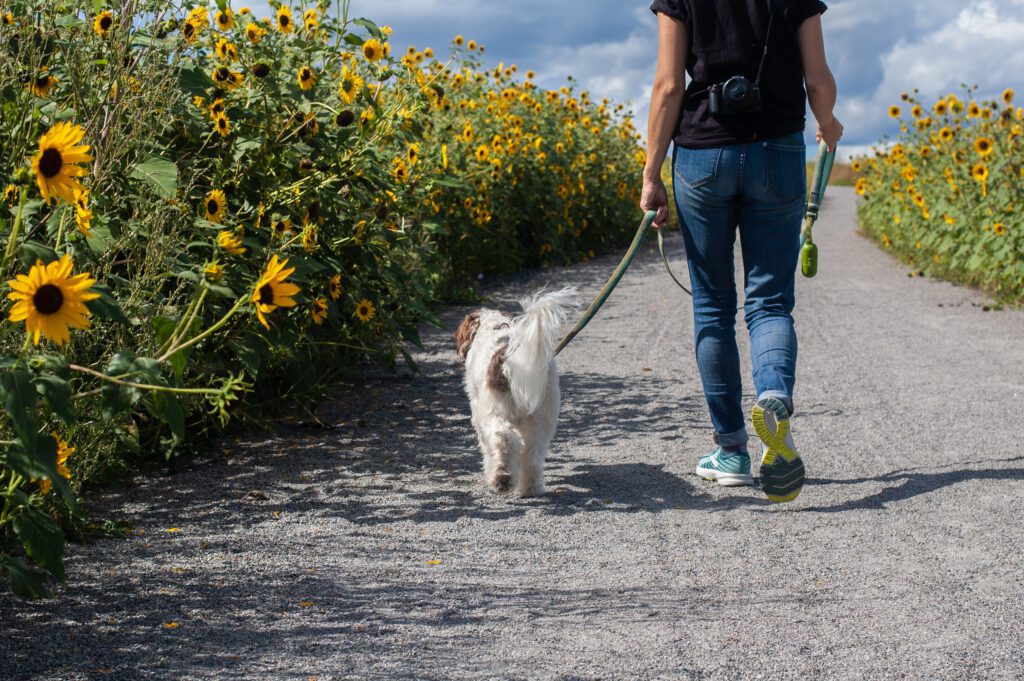 walking dog in field