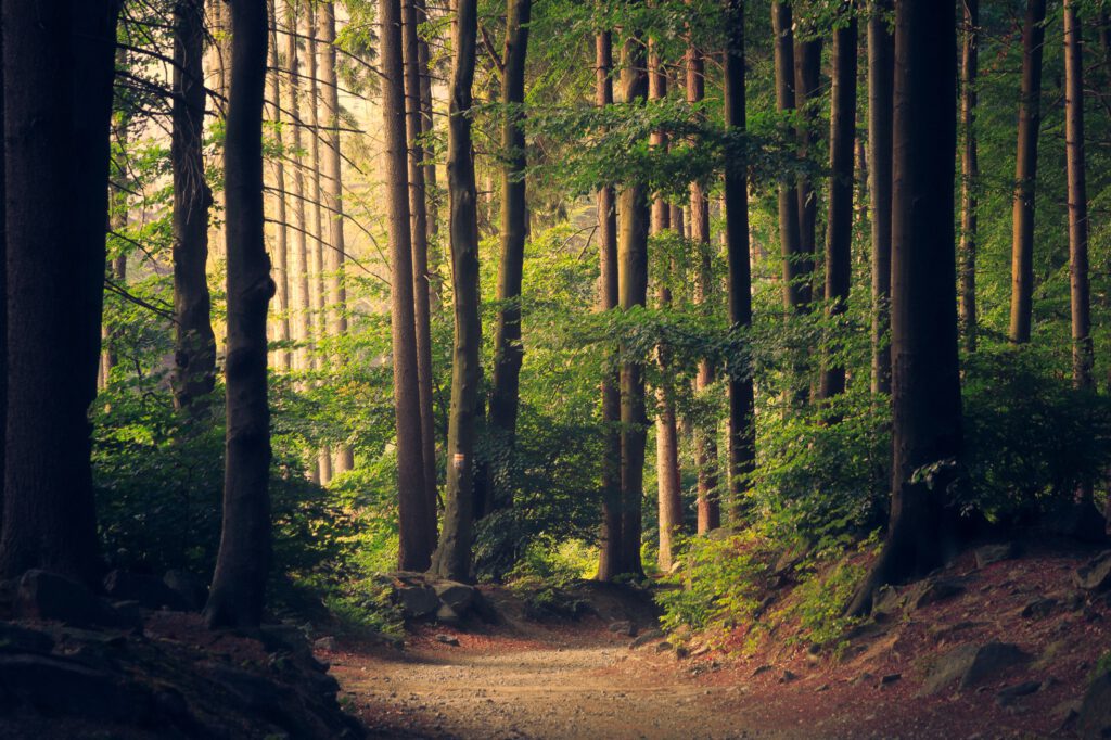 forest bathed in light