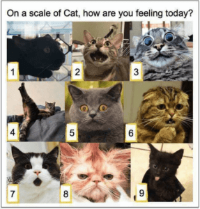 8 cats with different expressions