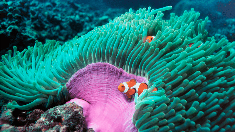 Underwater plants and fish