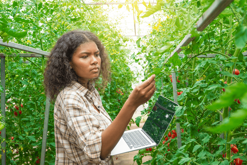Student holding a laptop and examining a tomato plant