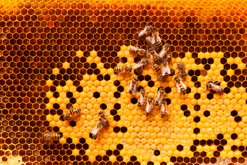 Bees on honeycomb